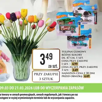 Tulipan gumowy różne kolory