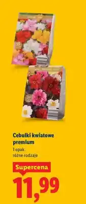 Lidl Cebulki kwiatowe premium oferta