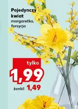 Kaufland Żonkil oferta