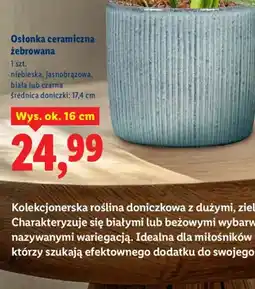 Lidl Osłonka ceramiczna żebrowana oferta