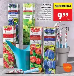 Biedronka Krzewy owocowe Borówka Amerykańska oferta