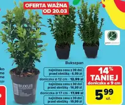 Carrefour Market Bukszpan doniczka ø 9 cm oferta