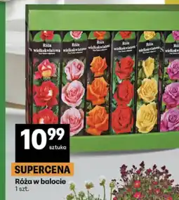Delikatesy Centrum Róża w balocie oferta