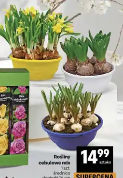 Delikatesy Centrum Rośliny cebulowe mix oferta