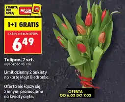 Biedronka Tulipan oferta