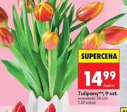 Biedronka Tulipany oferta