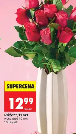 Biedronka Róża oferta