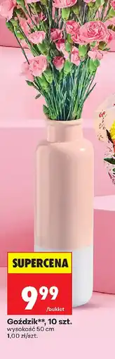 Biedronka Goździk oferta