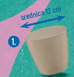 Polomarket Doniczka Begonia Galicja oferta