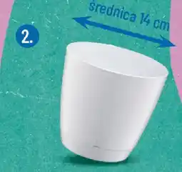 Polomarket Doniczka Begonia, Galicja oferta