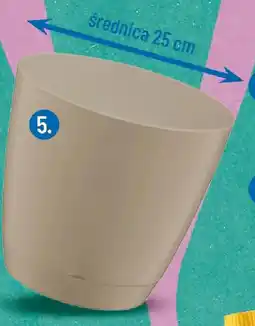 Polomarket Doniczka Begonia Galicja oferta