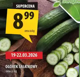 Arhelan Ogórek sałatkowy oferta