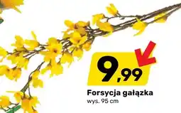 Bricomarche Forsycja gałązka oferta