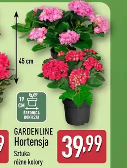 ALDI Hortensja Gardenline oferta