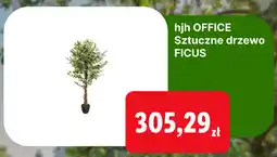 Lidl Sztuczne drzewo FICUS oferta
