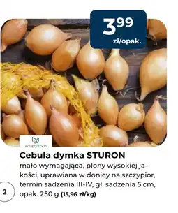 Mrówka Cebula dymka W. legutko oferta