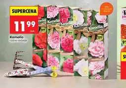 Biedronka Kamelia oferta
