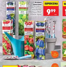 Biedronka Krzewy owocowe oferta