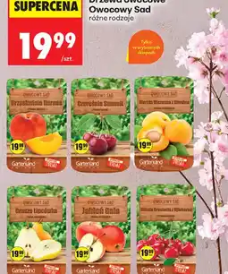 Biedronka Drzewa owocowe Owocowy Sad oferta