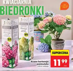 Biedronka Krzew hortensja paniculata oferta