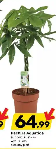Bricomarche Pachira Aquatica śr. doniczki: 21 cm wys. 80 cm pleciony pień oferta