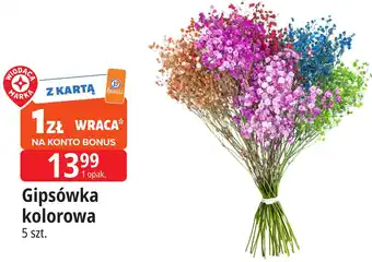 Gipsówka kolorowa 5 szt