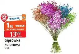 E.Leclerc Gipsówka kolorowa oferta