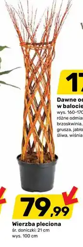 Bricomarche Wierzba pleciona śr. doniczki: 21 cm wys. 100 cm oferta