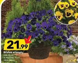 Bricomarche Bratek w amplu wys. 15 cm śr. doniczki: 19 cm różne kolory oferta