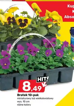 Bricomarche Bratek 10-pak miniaturowy lub wielkokwiatowy oferta