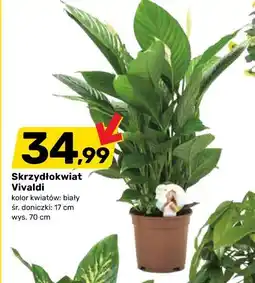 Bricomarche Skrzydłokwiat Vivaldi kolor kwiatów: biały śr. doniczki: 17 cm wys. 70 cm oferta