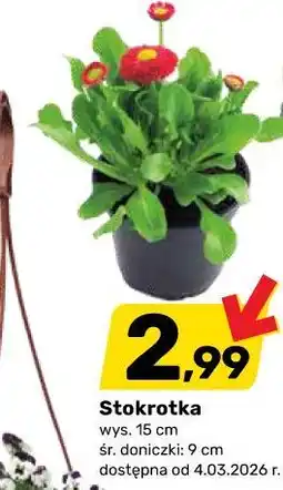 Bricomarche Stokrotka wys. 15 cm śr. doniczki: 9 cm oferta