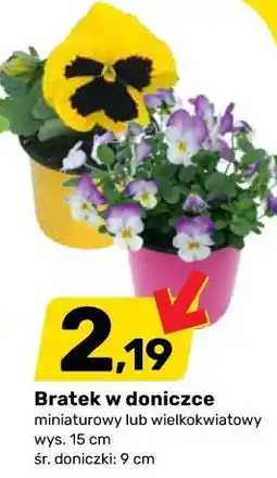 Bricomarche Bratek w doniczce miniaturowy lub wielkokwiatowy wys. 15 cm śr. doniczki: 9 cm oferta
