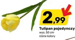 Bricomarche Tulipan pojedynczy oferta