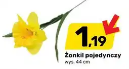 Bricomarche Żonkil pojedynczy oferta
