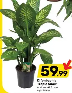 Bricomarche Difenbachia Tropic Snow śr. doniczki: 21 cm wys. 75 cm oferta