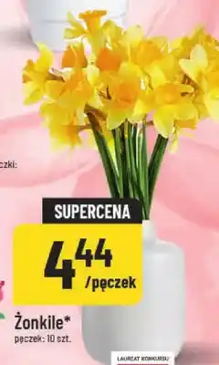 Polomarket Żonkile oferta