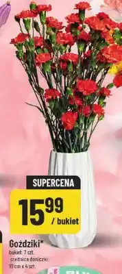 Polomarket Goździki oferta