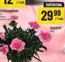 Polomarket Goździk oferta