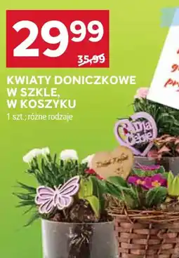 Stokrotka Kwiaty doniczkowe oferta