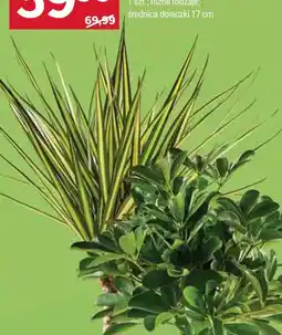 Stokrotka Kwiaty doniczkowe zielone z hederą oferta