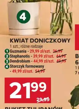 Stokrotka Kwiat doniczkowy Guzmania oferta