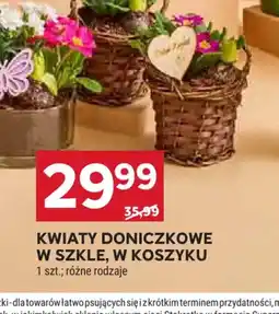 Stokrotka Kwiaty doniczkowe oferta