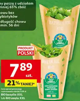 Auchan BIO bazylia XXL lub BIO mięta XXL oferta