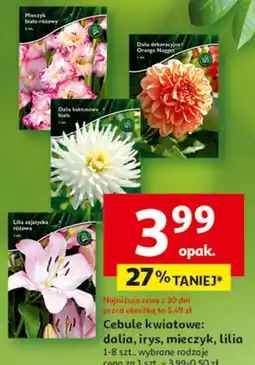 Auchan Cebule kwiatowe: dalia, irys, mieczyk, lilia 1-8 szt., wybrane rodzaje oferta