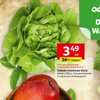 Sałata masłowa duża