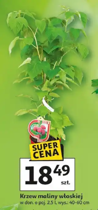 Krzew maliny włoskiej