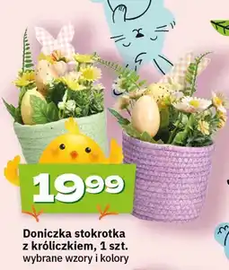 Twój Market Doniczka stokrotka z króliczkiem oferta