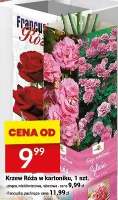 Twój Market Krzew Róża w kartoniku oferta