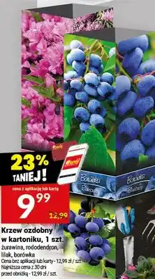 Twój Market Krzew ozdobny w kartoniku żurawina, rododendron, lilak, borówka oferta
